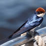 Wire Tailed Swallow Male