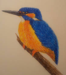 Kingfisher