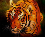 tiger by Bartsartny