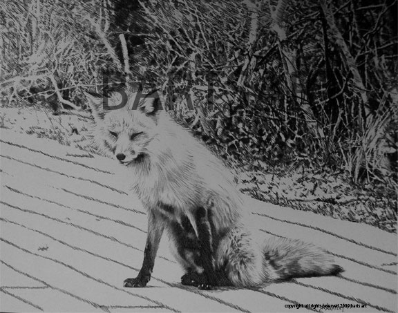 Fire island fox