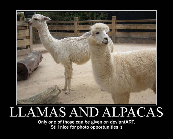 Llama and Alpaca Motivational by BrendanR85