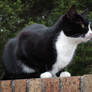 Cat on a Brick Wall