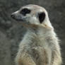 Meerkat manner