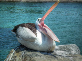 Pelican Widemouth