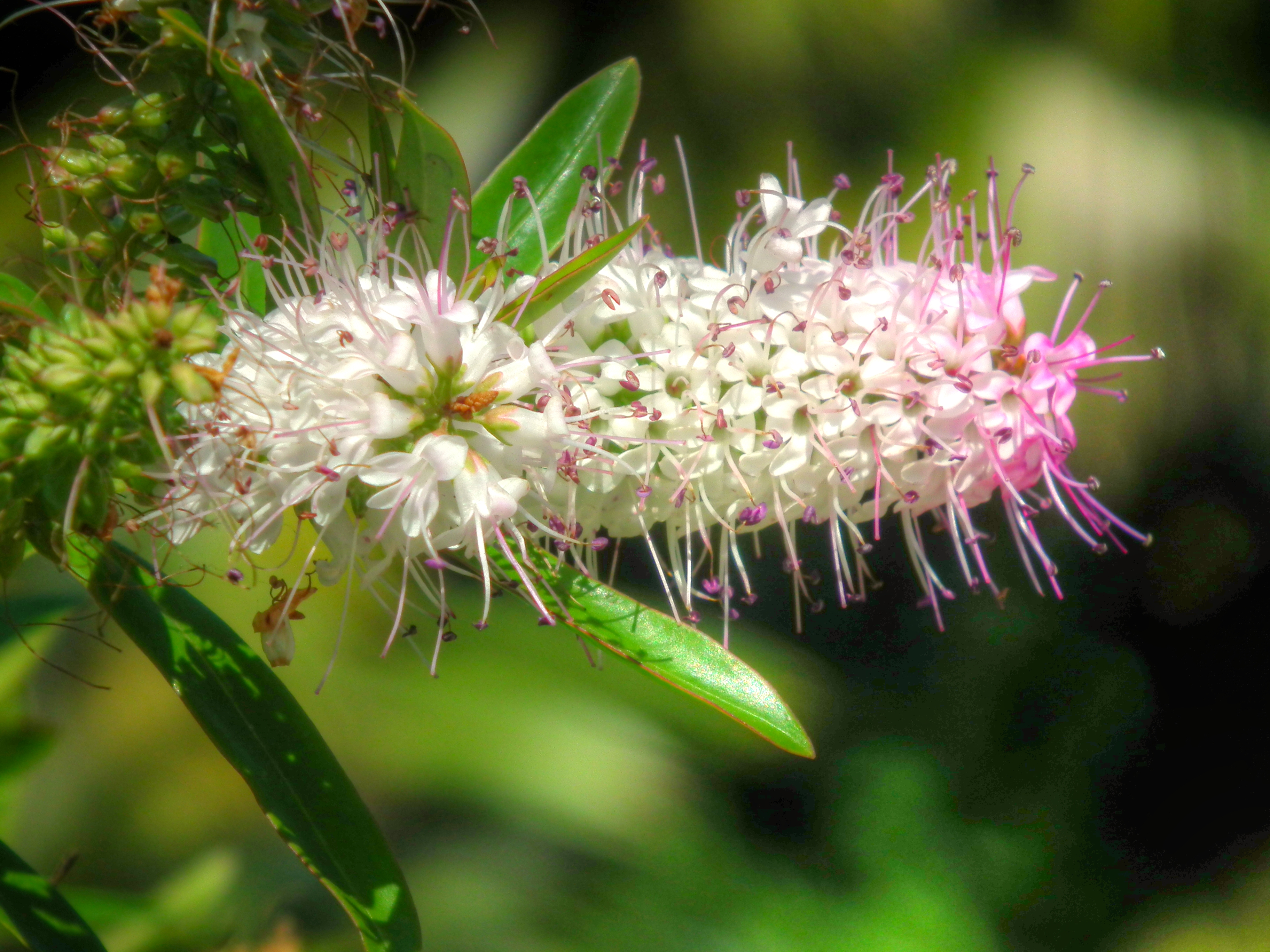 In Bloom in Colour