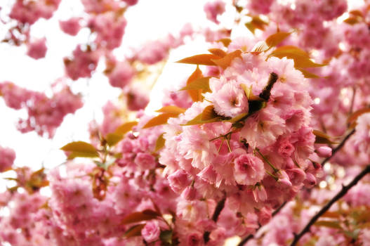 Glowing Flowers in Spring