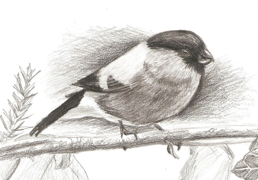 Fat Bird Drawing by BlackRoseXOX on DeviantArt