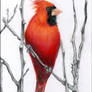 -Northern Cardinal- 3-10