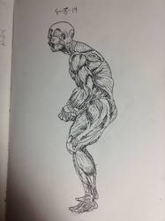 Anatomy study