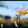 DragonFly4