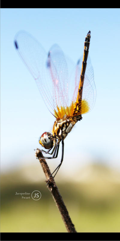 Dragonfly3