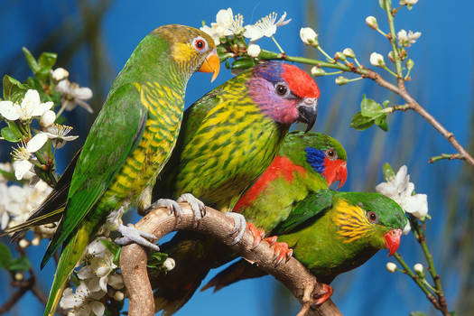 Colourfull Parrots...