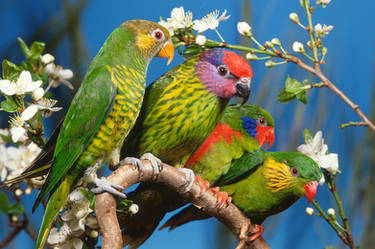 Colourfull Parrots...