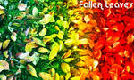Rainbow Leaves by xPicturez