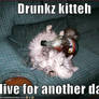 drunk kitteh