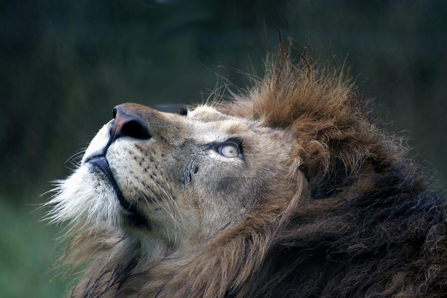 Lions Gaze