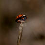 Ladybird