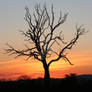 Sunset Tree 2