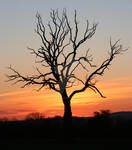 Sunset Tree 2 by Naturesview