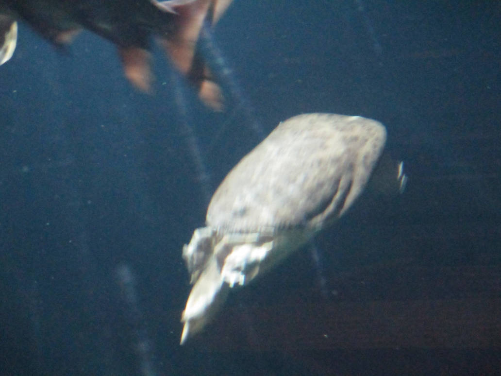 Deviantart Softshell Turtle Freshwater softshell turtle by CJhammond on DeviantArt