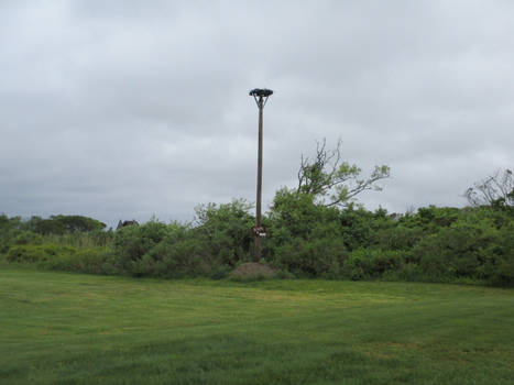 Osprey nest site