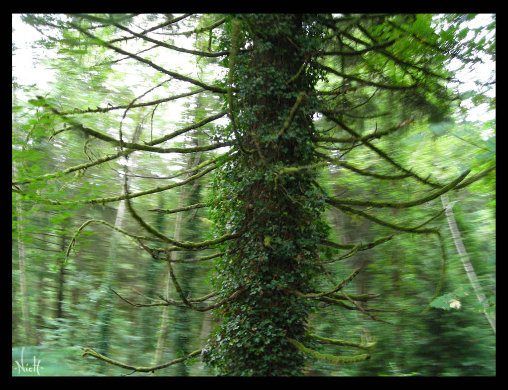 Spinning Tree by Xen0byte on DeviantArt