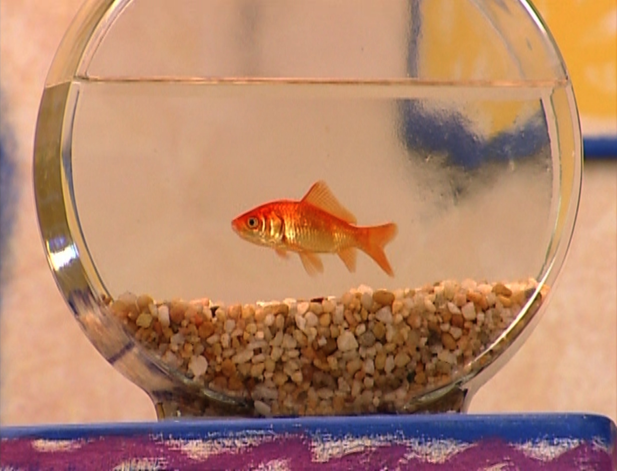 Dorithe Fish Dorothy by Jack1set2 on DeviantArt
