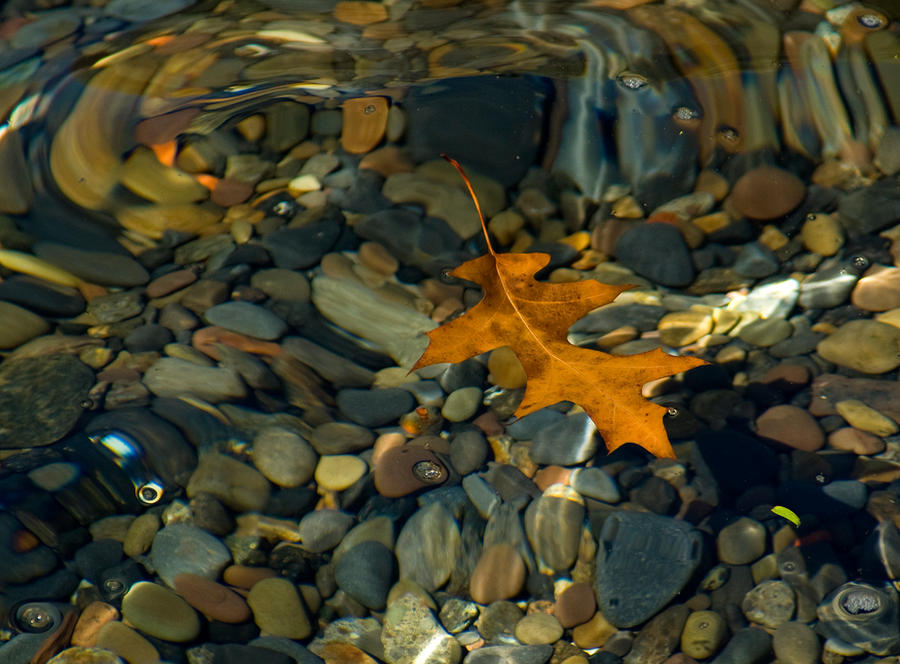 Leaf, on the Finger Lakes