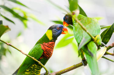 Lorikeets