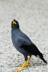 Javan Myna