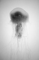 jellyfish 3