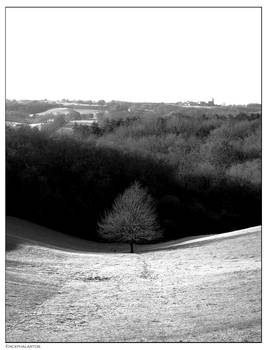 Shadows and Branches