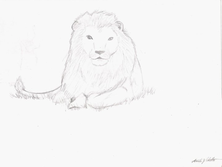 Lion Drawing