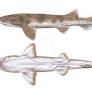 Scyliorhinus stellaris