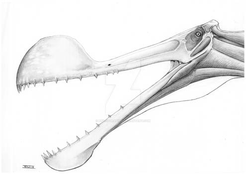Tropeognathus skull study I