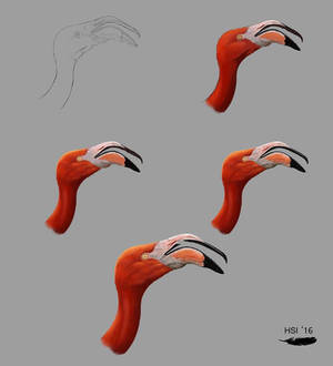 Flamingo study - process