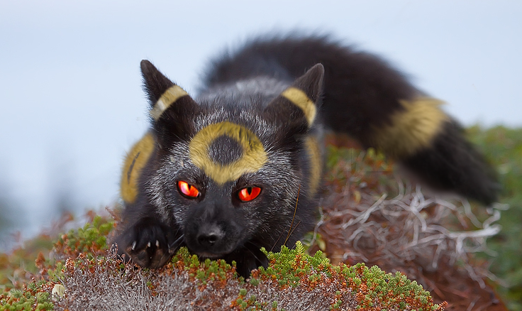 If Pokemon were real: Umbreon