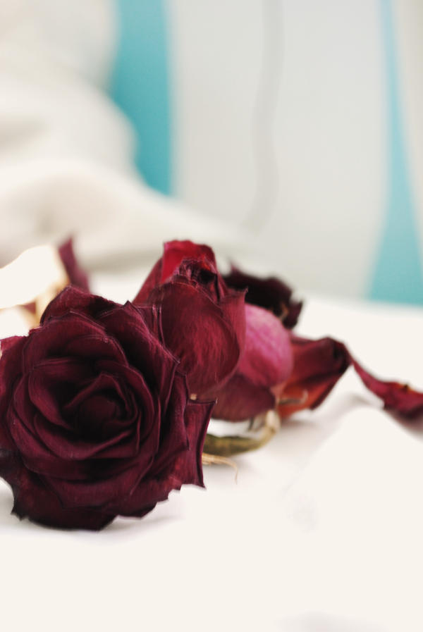 dead roses by tsobko on DeviantArt
