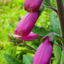 Foxglove