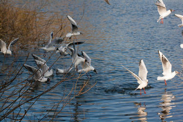 Feeding Frenzy