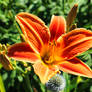 Orange Day Lilly