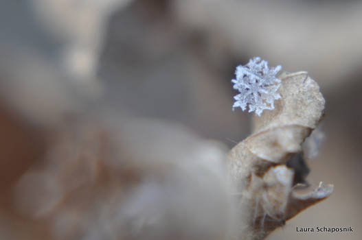 Snowflake I