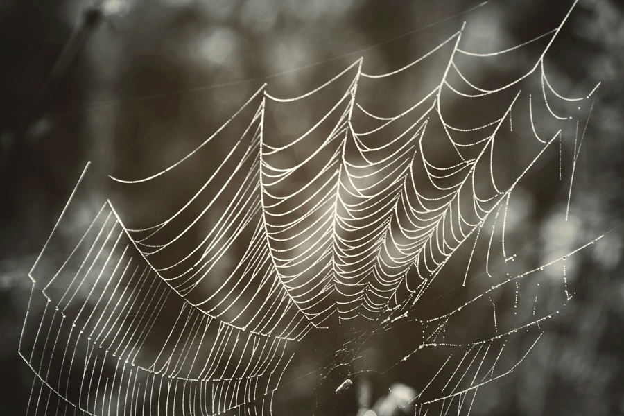 web