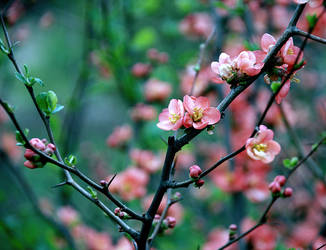 flowered