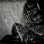 Spider Web