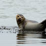 Relaxing seal