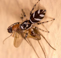 Salticus scenicus with its prey