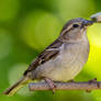 Female house sparrow