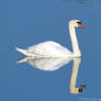 Mute swan