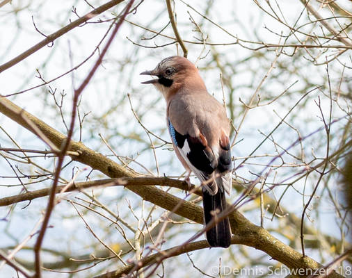 Eurasian jay